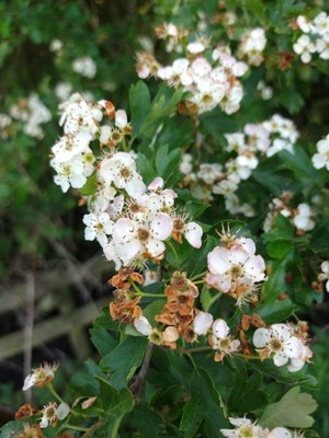 photo of Hawthorn