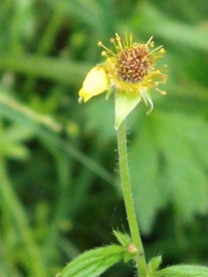 photo of Wood Avens