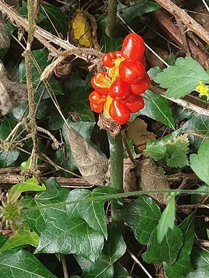 photo of Italian Arum