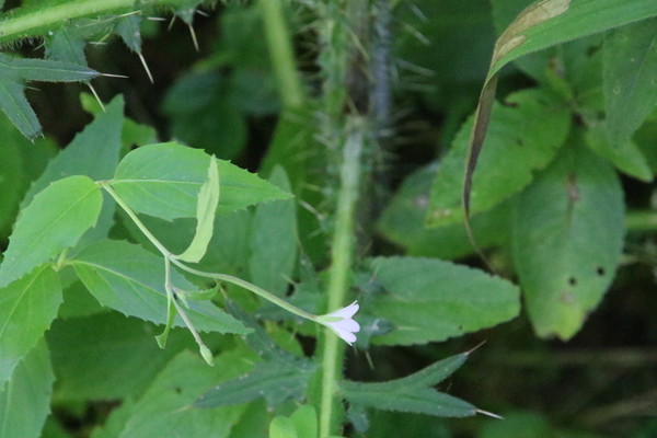 photo of Broad Leaved Willowherb