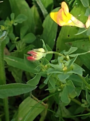 photo of Bird's Foot Trefoil