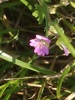 photo of Small Flowered Crane's Bill