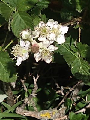 photo of Dewberry