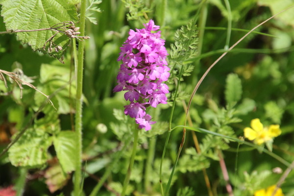 photo of Pyramidal Orchid