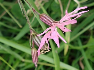 photo of Ragged Robin