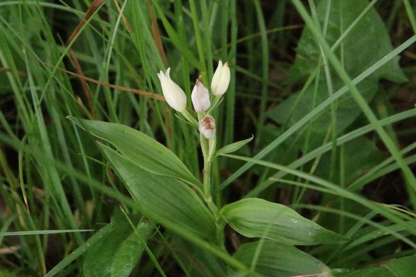 photo of White Helleborine