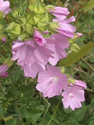photo of Greater Musk Mallow