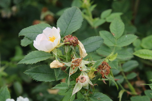 photo of Common Dog Rose