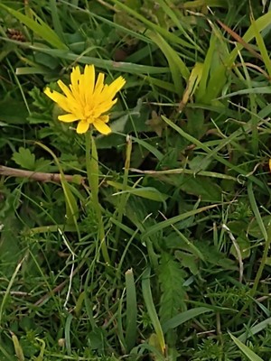 photo of Goat's Beard