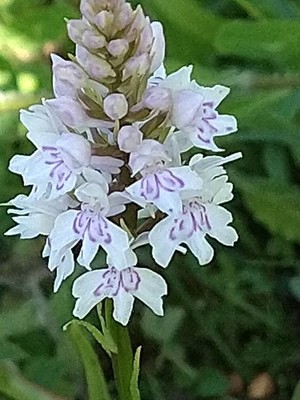photo of Common Spotted Orchid