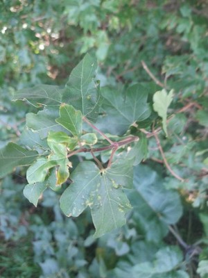 photo of Field Maple
