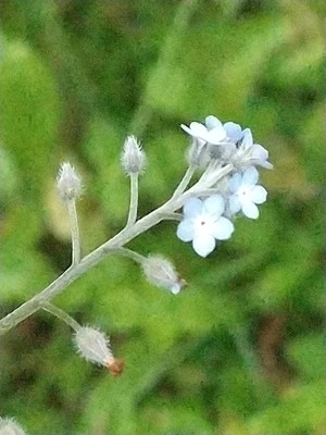 photo of Field Forget Me Not