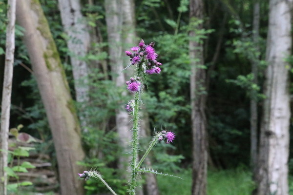 photo of Marsh Thistle