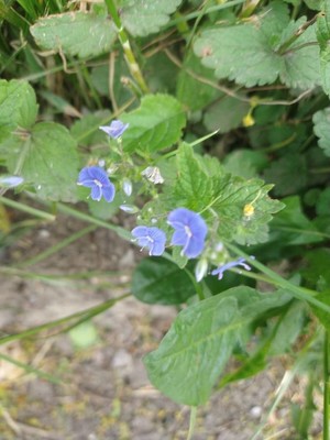 photo of Germander Speedwell