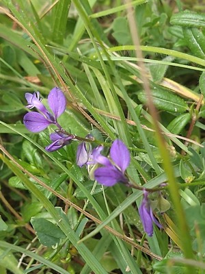 photo of Common Milkwort
