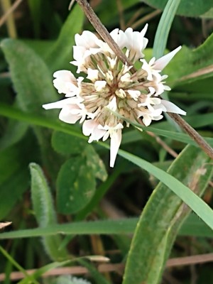photo of White Clover