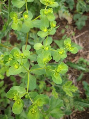 photo of Sun Spurge