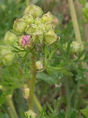 photo of Greater Musk Mallow
