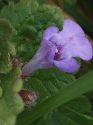 photo of Ground Ivy