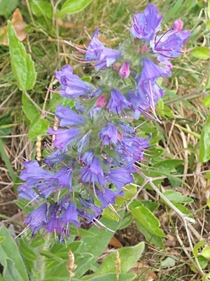 photo of Vipers Bugloss