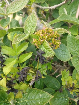 photo of Wayfaring Tree