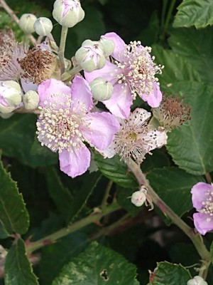 photo of Elm Leaved Bramble