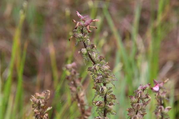 photo of Marsh Lousewort