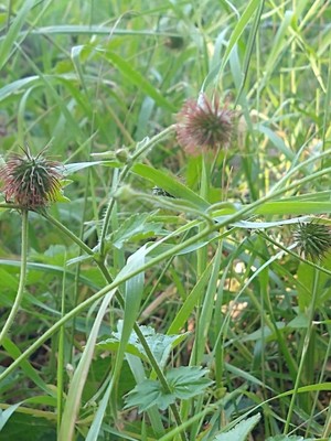 photo of Wood Avens