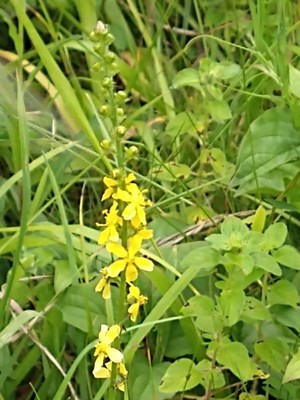 photo of Agrimony