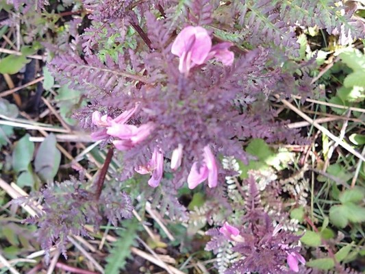 photo of Marsh Lousewort