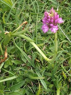 photo of Pyramidal Orchid