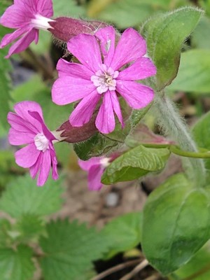 photo of Red Campion