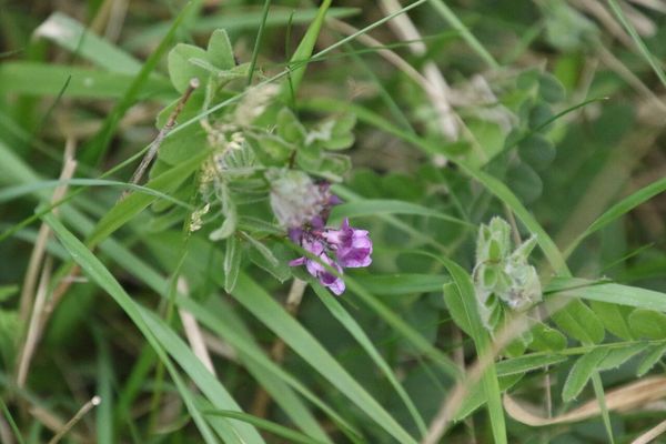 photo of Bush Vetch