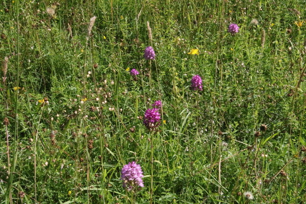 photo of Pyramidal Orchid