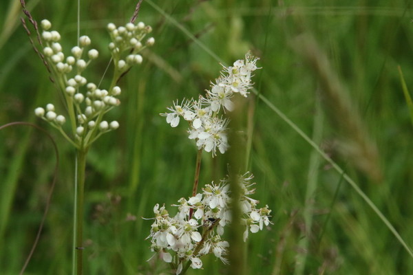 photo of Dropwort