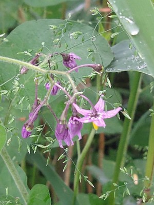 photo of Bittersweet