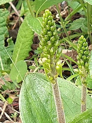 photo of Common Twayblade