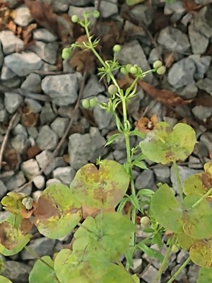 photo of Warty Bedstraw