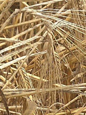 photo of Barley