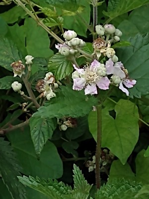 photo of Elm Leaved Bramble