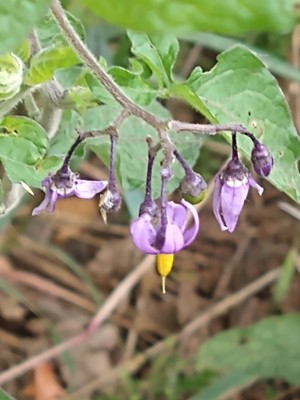 photo of Bittersweet