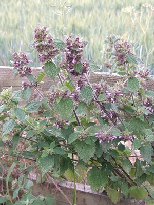 photo of Black Horehound