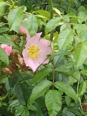 photo of Common Dog Rose