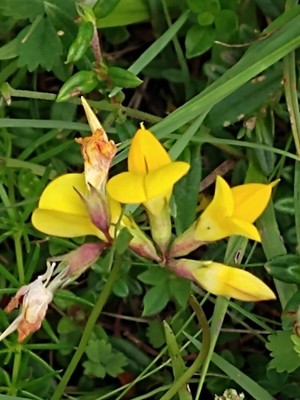photo of Bird's Foot Trefoil