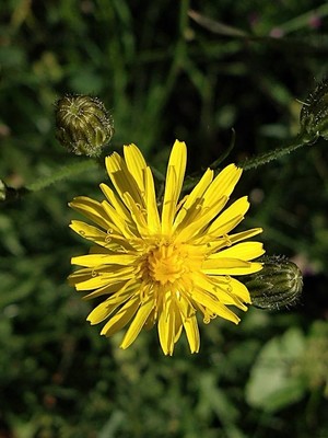 photo of Rough Hawk's Beard