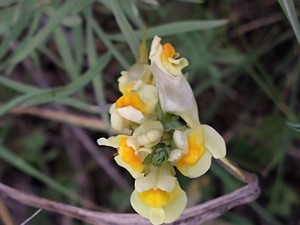 photo of Common Toadflax