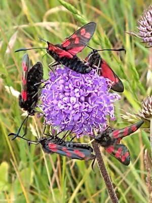 photo of Devil's Bit Scabious