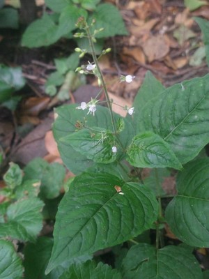photo of Enchanter's Nightshade