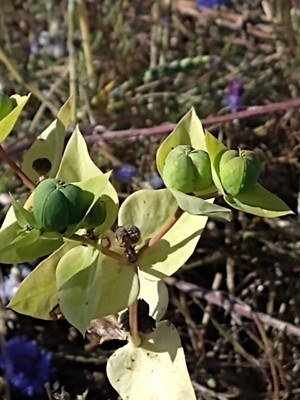 photo of Caper Spurge