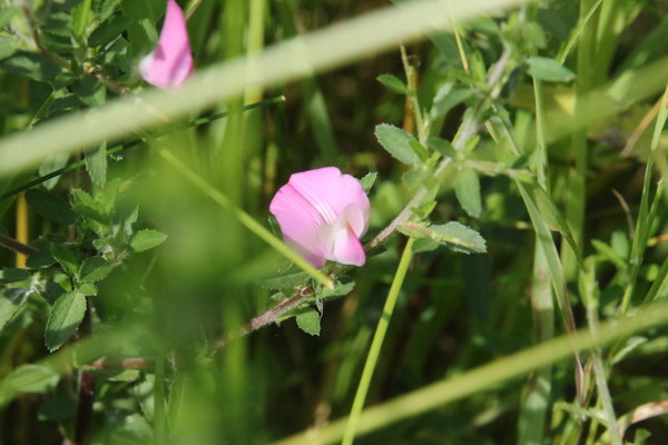 photo of Spiny Restharrow